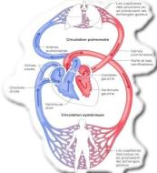 circuitrespiratoire