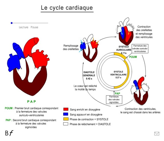 cyclecardiaque